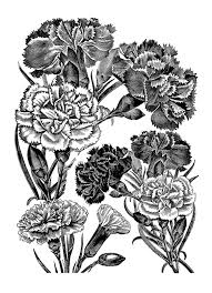 Digital Stamp Design Carnations Silhouette Stencil Digital Clip Art Clip Art