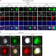 Use it on straight hair to add dimension and shine. Fate Before Function Specification Of The Hair Follicle Niche Occurs Prior To Its Formation And Is Progenitor Dependent Biorxiv