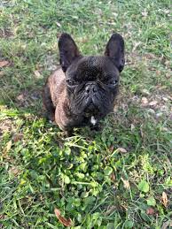 Lost & Found Pets in Apopka