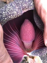 Image result for Stathmostelma pauciflorum