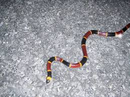 Coral Snake Npsphoto Poisonous Snakes Coral Snake Snake Venom