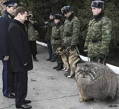 Манул (felis manul или otocolobus manul) — это дикое животное, принадлежащее к инстинктивное отгораживание манула от человека будет присуще ему и при содержании в. Manul Dikij Kot Kotoryj Gulyaet Sam Po Sebe Zhurnal Yarmarki Masterov