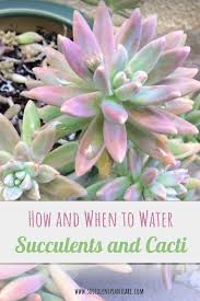 Do You Second Guess Yourself When It Comes To Watering Your Succulents I Don T Blame You It S Not Easy Succulents How To Water Succulents Planting Succulents