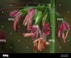 Image result for Oplismenus compositus