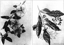 Image result for Xysmalobium heudelotianum