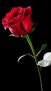 Amazing Flowers Lovely Single Red Rose Rose Rose I Love You Amazingflowersandgardens R In 2020 Rose Flower Wallpaper Beautiful Rose Flowers Beautiful Red Roses