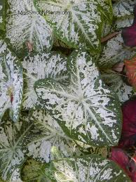 Caladium Plant White Cap From Classic Caladiums Caladium Plants Shade Plants Container