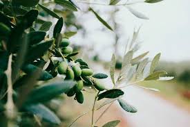 12 Olive Leaf Extract Benefits For A Super Healthy Boost Olive Oil Olive Leaf Olive
