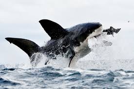 25 Great White Shark Hd Wallpapers Background Images Wallpaper Abyss