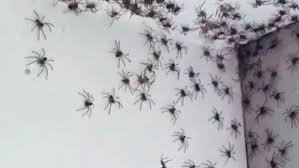 ¿las arañas caseras son peligrosas? Los Motivos De La Increible Plaga De Aranas Que Asola Las Casas De Sidney Foro Cilac
