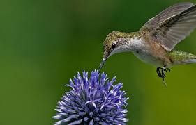 Hummingbirds positioned over a purple bellfower. Hinterland Who S Who Ruby Throated Hummingbird