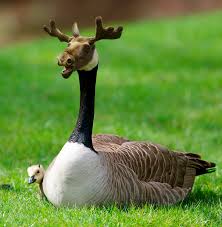 The Moosegoose X Post R Dontstarve Photoshopped Animals Animal Mashups Fake Animals