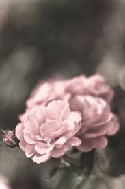 Pin Von Ludmila Hieb Auf Photos Fotos Blumen Rosa Hintergrundbilder Collage Wande