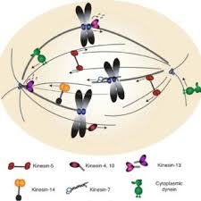 The spindle fibers disperse, and cytokinesis or the partitioning of the cell may also begin during this stage. Pdf Mitotic Spindle Assembly Mechanisms