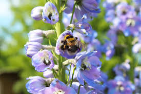 Fascinating Delphinium Larkspur Flower Meaning Symbolism And Uses Growingvale