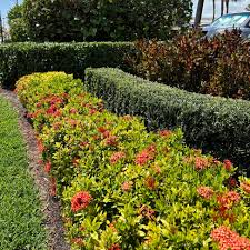 Image result for Ixora hartiana