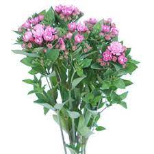 Hot Pink Bouvardia Flower Fiftyflowers Com