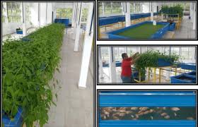 Materi yang akan dikaji diantaranya; Medium Size Aquaponics Model In Pusat Penyelidikan Bioteknologi Glami Download Scientific Diagram