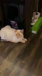 @Pceluvtosha's video Tweet