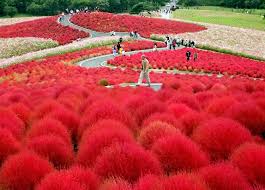 This Is Real Kochia Plants Painting The Landscape A Fiery Red At The Hitachi Seaside Park In Japan Coolplaces Seaside Park Hitachi Seaside Park Burning Bush