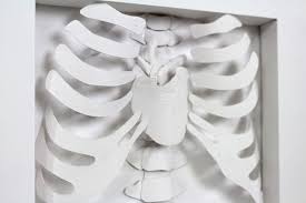 They articulate with the vertebral column posteriorly, and terminate anteriorly as cartilage (known as costal cartilage). Rib Cage Heart Paper Sculpture On Behance