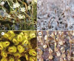 Image result for Podostemaceae