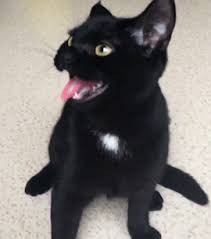 Free photos search by black kitten keyword. Black Kitten Gifs Wifflegif