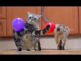 En Komik Kedi Videolari Kediler Vs Balonlar Youtube