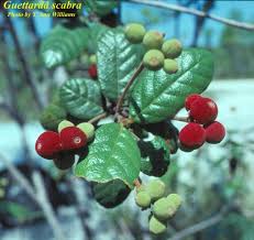 Image result for Guettarda