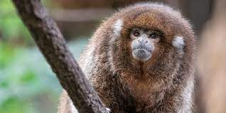 Titi monkey | Smithsonian's National Zoo