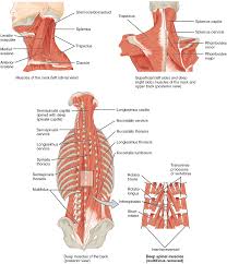 Skeletal muscle groups front and back. Unit 15 Muscle Anatomy And Movement Douglas College Human Anatomy Physiology I 2nd Ed