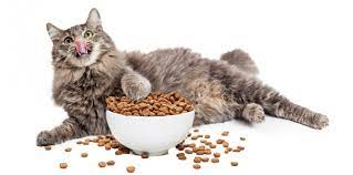 Best Cat Food Advice in Dubai – The Cat Specialist Veterinary Clinic