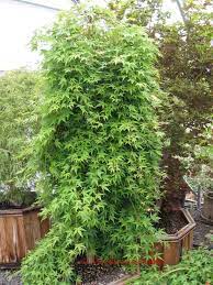 Maybe you would like to learn more about one of these? Ryusen Ryusei Mendocino Maples Nursery