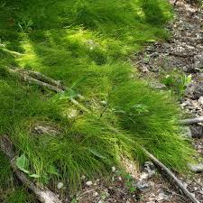 Image result for Carex