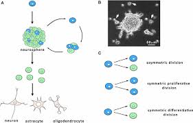 Andrea set 4 september 12, 2018. Frontiers Calcium Channels In Adult Brain Neural Stem Cells And In Glioblastoma Stem Cells Cellular Neuroscience