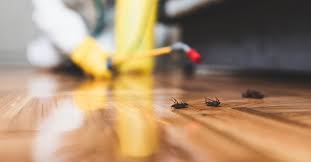 Since 1982, we've provided recommendations for insect and rodent control our website is dedicated to providing diyers with the information you need to do your own pest control. Orkin Review 2021 This Old House