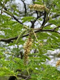 Image result for Conostomium zoutpansbergense