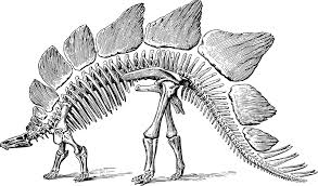 Free Image On Pixabay Dinosaur Fossil Paleontology Dinosaur Images Skeleton Drawings Dinosaur Coloring