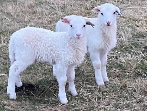Lamb Pre-Order — Skokomish Valley Farms