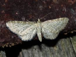 Image result for Eupithecia trisignaria