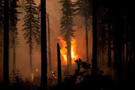 The christie mountain wildfire near penticton bc canada started on tuesday, august 18, 2020. 200 Member B C Crew Off To Oregon Wildfires 200 More May Be Assigned Premier