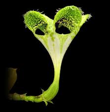 Image result for Ceropegia schultzei