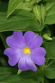 Image result for Thunbergia pynaertii