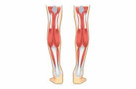 Although peroneal tendinitis is not as common as the other forms of tendon pain, it does not make it any less. Tennis Leg Calf Muscle Tear Ultrasound Guided Injections