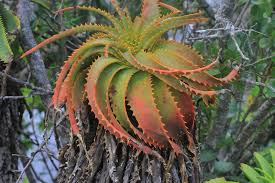 Image result for Aloe mkushiana