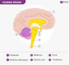 Human Brain Structure Diagram Parts Of Human Brain
