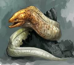Jonathan Kuo Artwork Moray Eel Fish Drawings Animal Sketches Creature Drawings