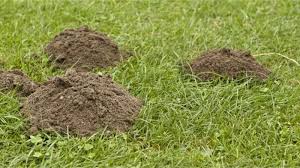 Image result for plašič krtků z pet lahve