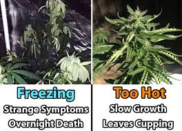 Cannabis Temperature Tutorial Grow Weed Easy