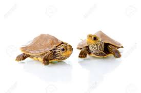 Image Of Two Baby Common Map Turtles Against White Background Stock Photo Picture And Royalty Free Image Image 22281151